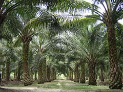 Ebena Agro plantation operations