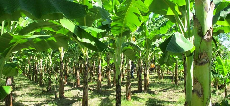 Ebena Agro plantation operations